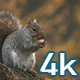 Squirrel - VideoHive Item for Sale