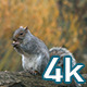 Squirrel - VideoHive Item for Sale