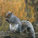 Squirrel - VideoHive Item for Sale