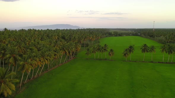 Aerial view over palm forest. Nagua in Dominican Republic