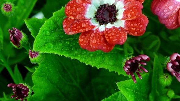 Red Flowers with Raindrops