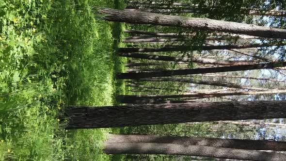 Vertical Video Aerial View Inside a Green Forest with Trees in Summer