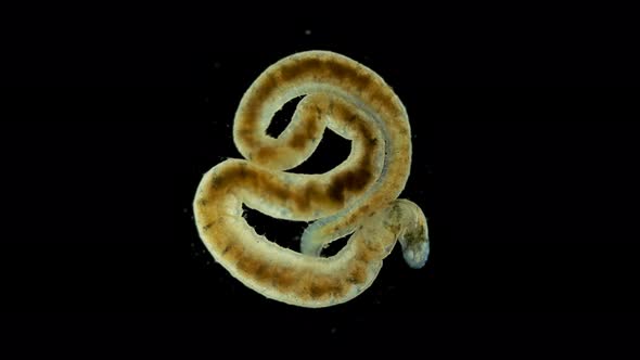 Oligochaeta worm under a microscope, Clitellata Class, Annelida Phylum