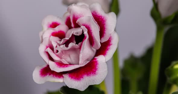 Close up macro time lapse of a blooming rose flower