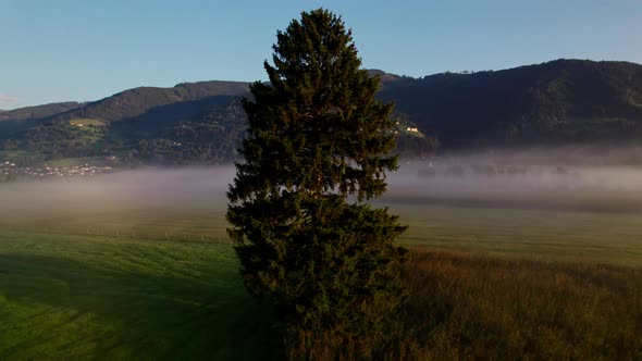 Drone Over Lone Tree In Misty Landscape Of Zell Am See