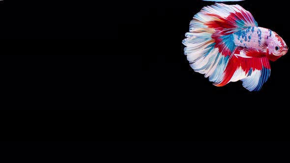 Siamese fighting fish (Betta splendens) alt
