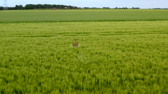 drone shot of deer running in a field