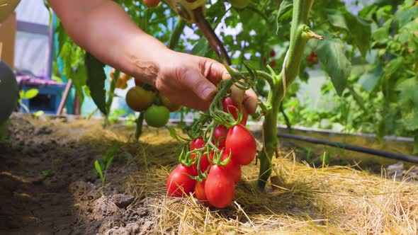 Female Farmer Hands Picking Crop of Red Tomatoes in Glasshouse