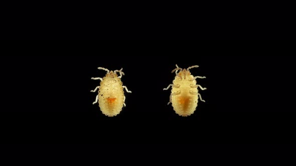 Larva or Nymph Lace Bug with a Microscope Family Tingidae Order Hemiptera