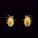 Larva or Nymph Lace Bug with a Microscope Family Tingidae Order Hemiptera - VideoHive Item for Sale