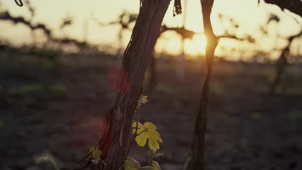 Dry Trunk Grape Vine on Sunrise Close Up