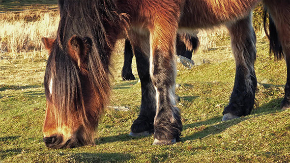 Wild Horse Eating Grass