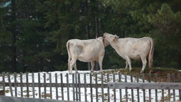 Cows In The Village In Winter