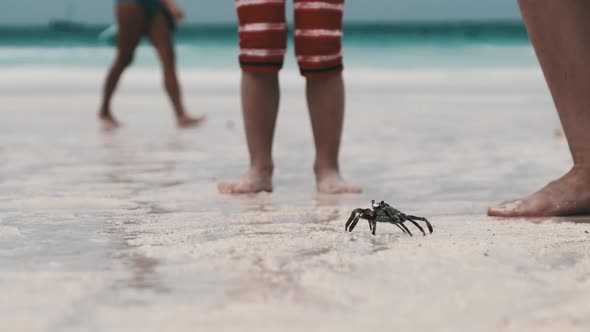 Ghost Crab Crawling Along a Sandy Tropical Beach By the Ocean Zanzibar