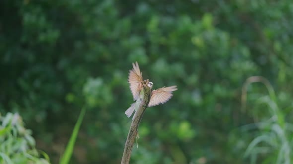 Eurasian little green bee eater bird landing on a branch from behind slow motion