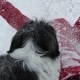 Playing in The Snow - VideoHive Item for Sale