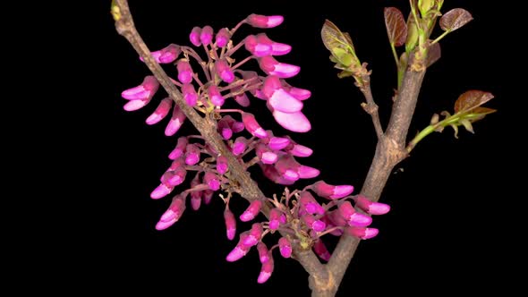 Beautiful Time Lapse  of a Judas Tree Flower Blooming