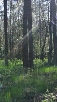 Vertical Video of Green Forest During the Day