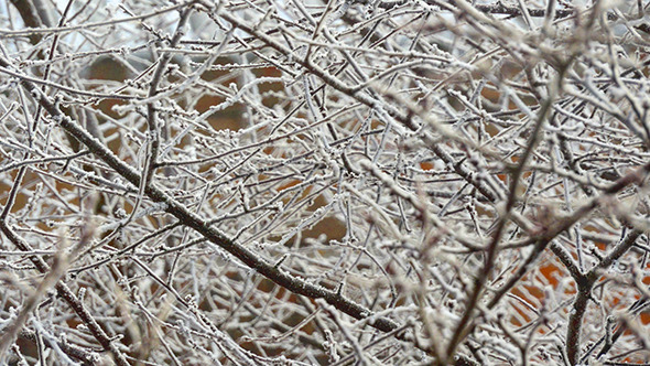Hoarfrost Covered Trees Brunches