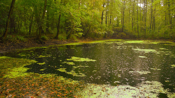 Forest & Pond