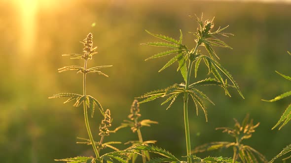 Marijuana Field. Cannabis Cultivation. Close Up View on a Leave of Canabis Swaying in the Wind on