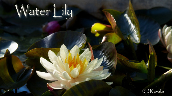 Water Lily Flower 