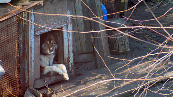 Dog Sits Tethered Chain