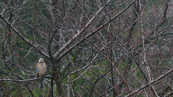  Jay Perched On Branch And Looking Around