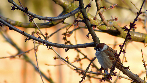 Song Sparrow Singing While Perched In Tree Branch