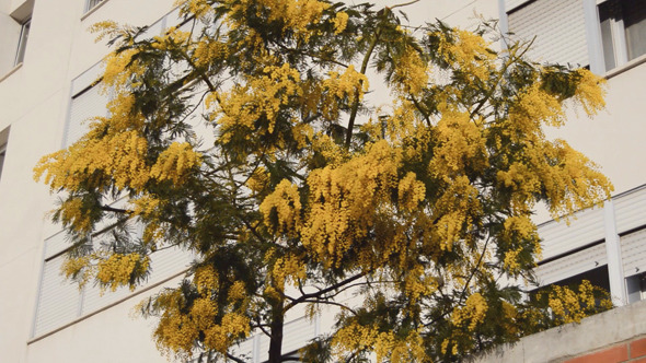 Yellow Tree Near A Building