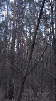 Vertical Video of the Pine Forest in the Afternoon