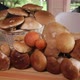 Porcini Mushrooms on the Table - VideoHive Item for Sale