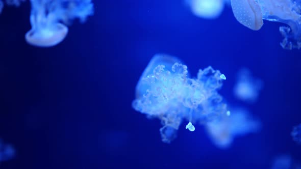 Beautiful Jellyfish in the Neon Light in Aquarium Nature Background