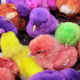 Colorful Chickens - VideoHive Item for Sale