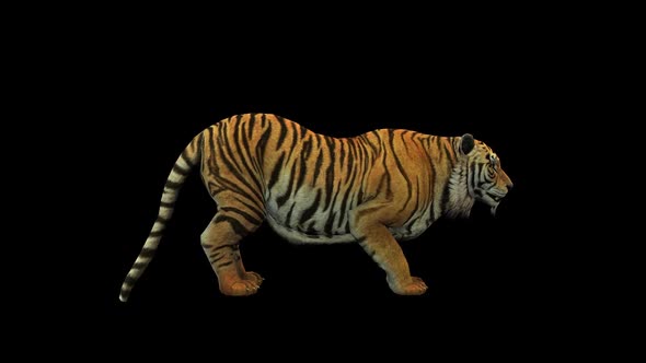 Tiger Hawl 1