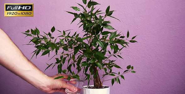 Watering Flowers at Home