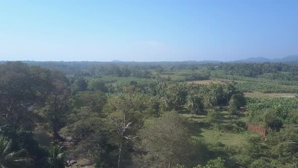 Flock of Wild Birds Fly Above Green Trees Growing in Jungle