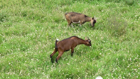 Brown goats graze in a pasture with fresh green summer grass