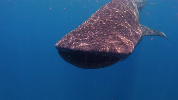 Whale Shark in Cancun