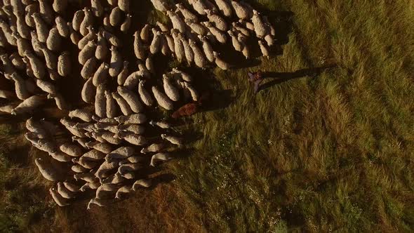 Aerial View of Sheep Flock.