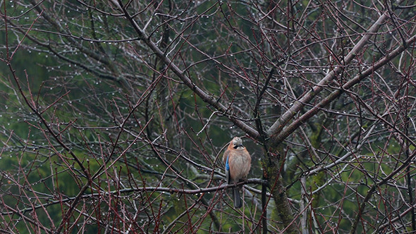  Jay Perched On Branch And Looking Around