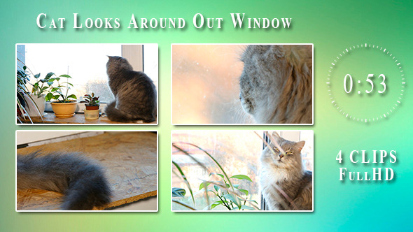 Cat Looks Around Out Window (4 Items)