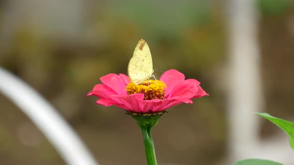 Butterfly at a red flower 