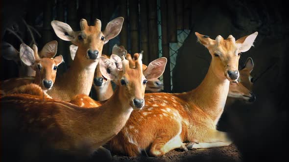 Group Of Deer Look Up