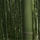 Japanese Bamboo - VideoHive Item for Sale