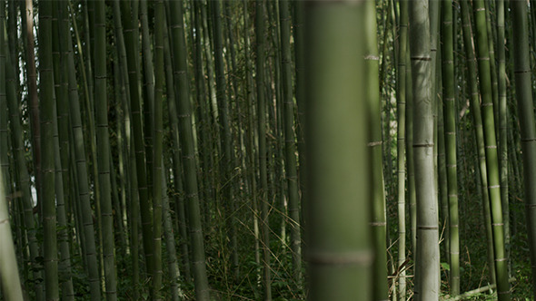 Japanese Bamboo