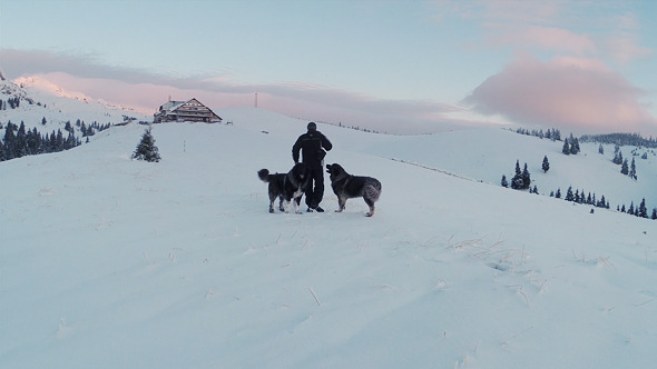 Playing With Mountain Dogs