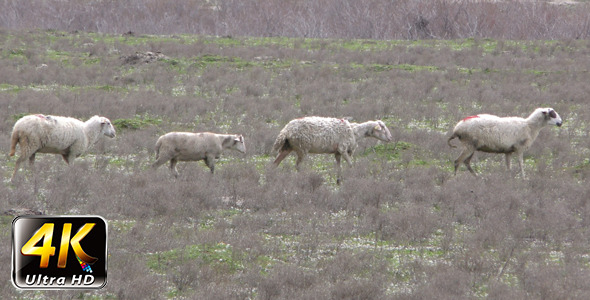 Sheep in Nature 3