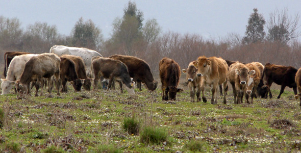 Cows in Nature