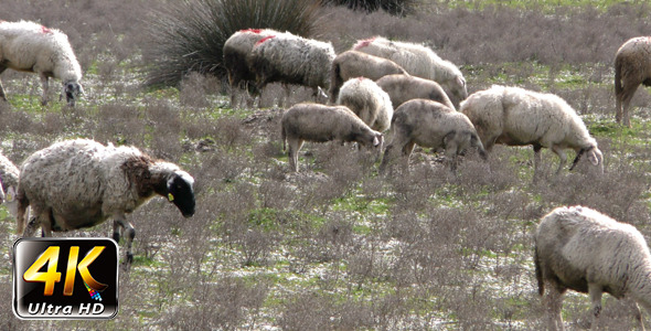 Sheep in Nature 1